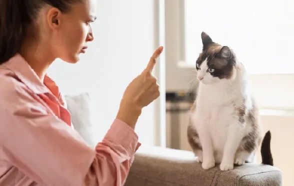 Kediniz Neden Tırmalar?