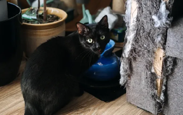 Kediniz Neden Tırmalar?